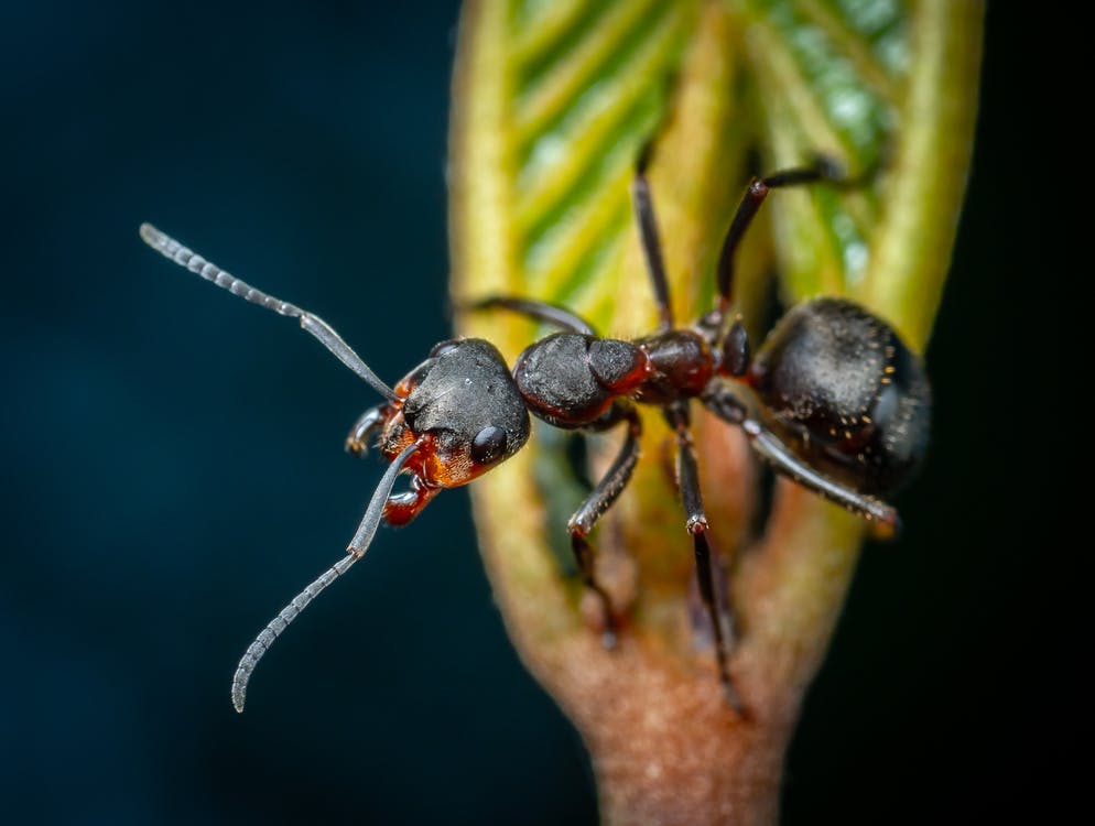 A photo of a black ant