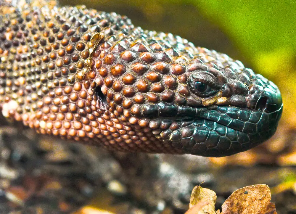 A close-up photo of a beaded lizard