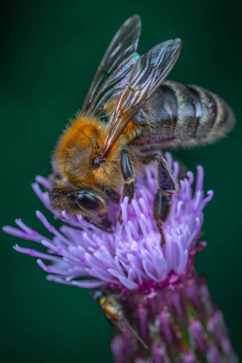 photo of a bee pollinating a purple flower