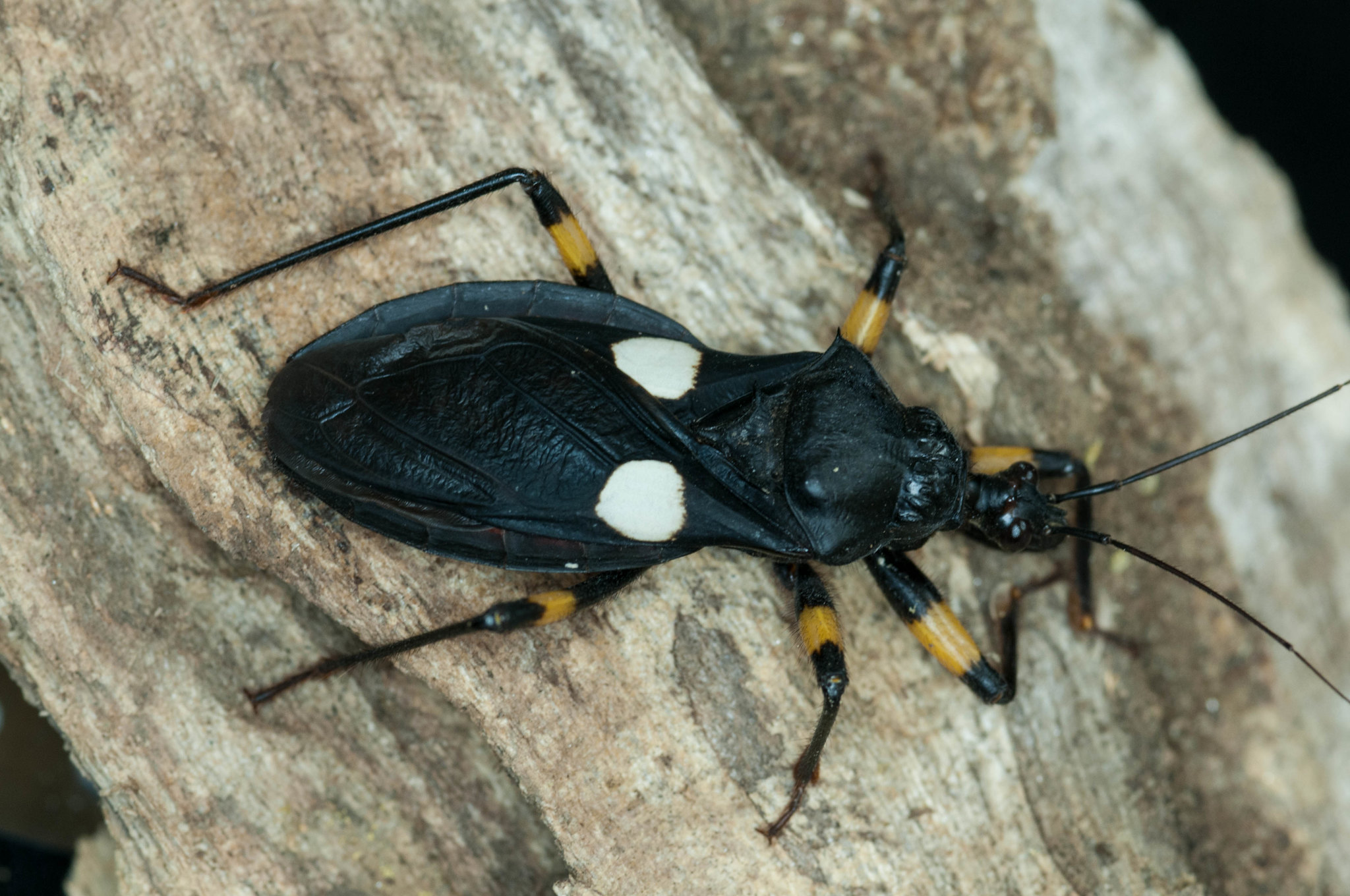 A photo of a beetle