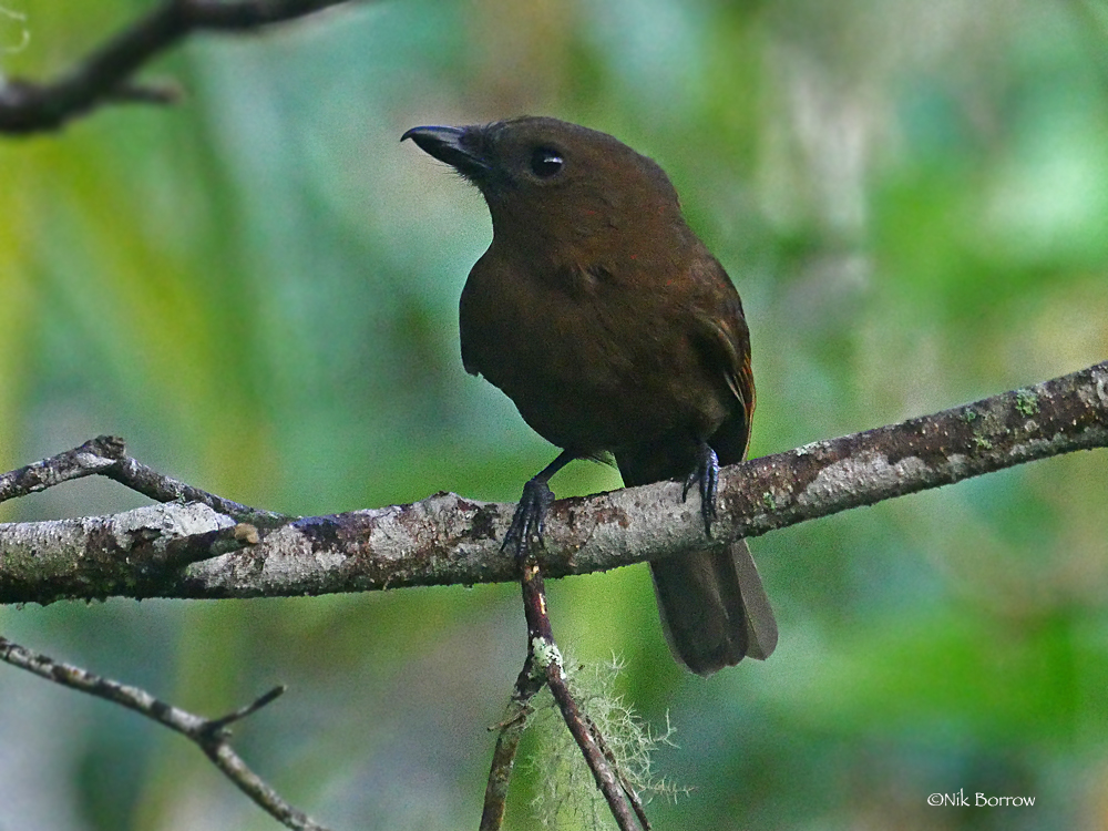 A photo of black pitohui bird