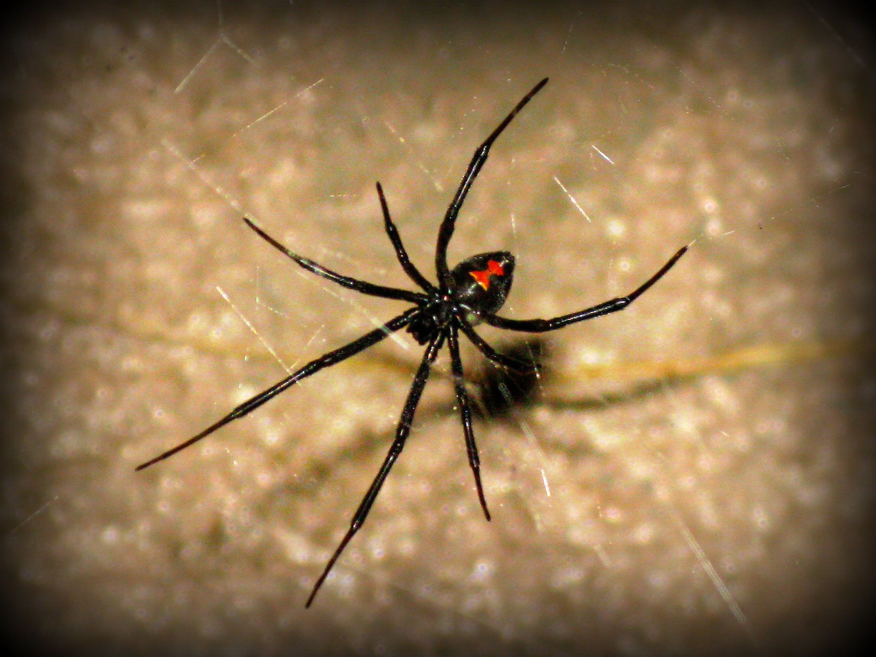 A photo of a black widow spider