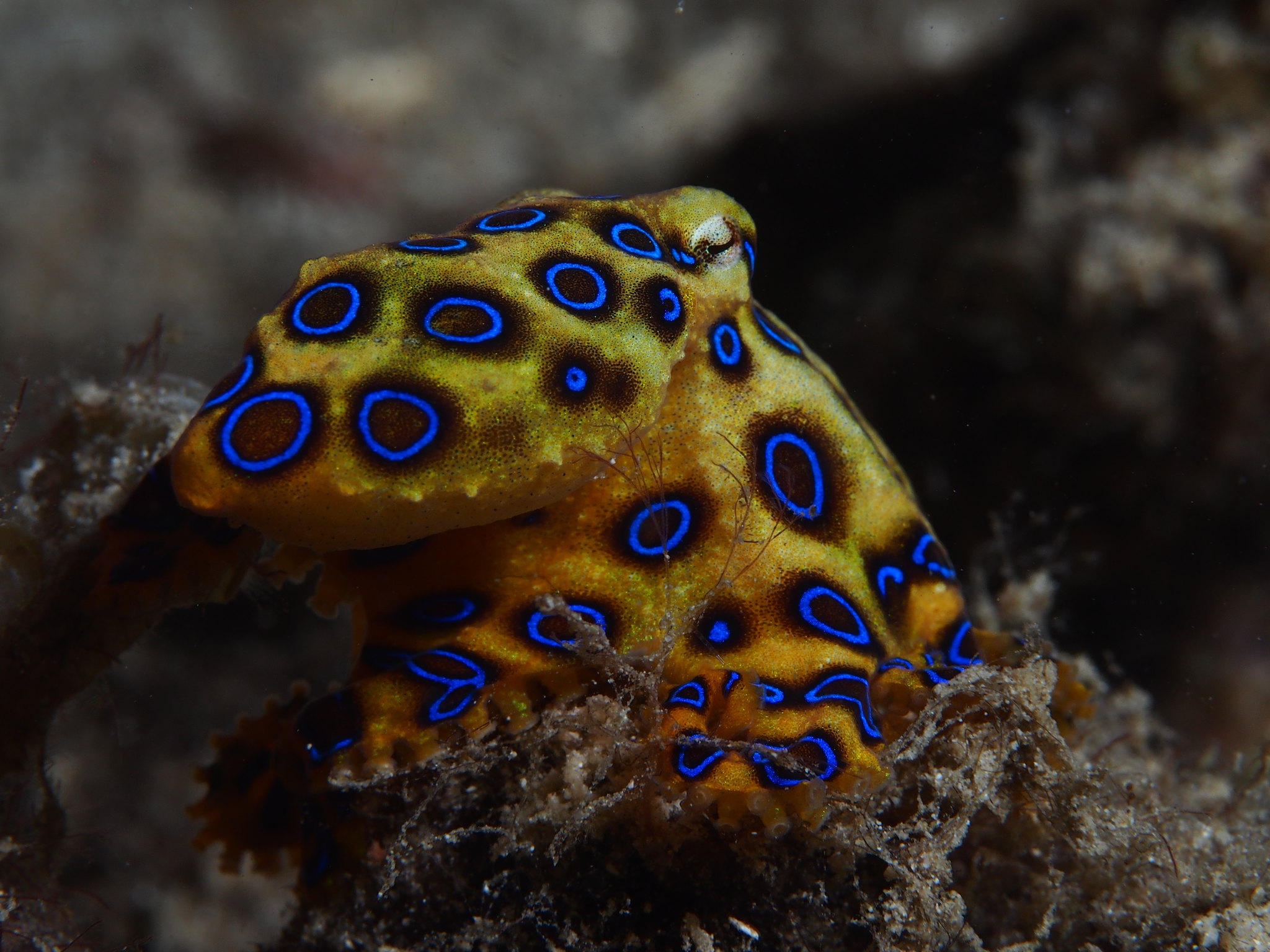 A photo of a blue ringed octopus