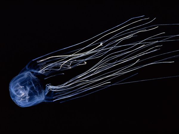 A photo of a box jellyfish