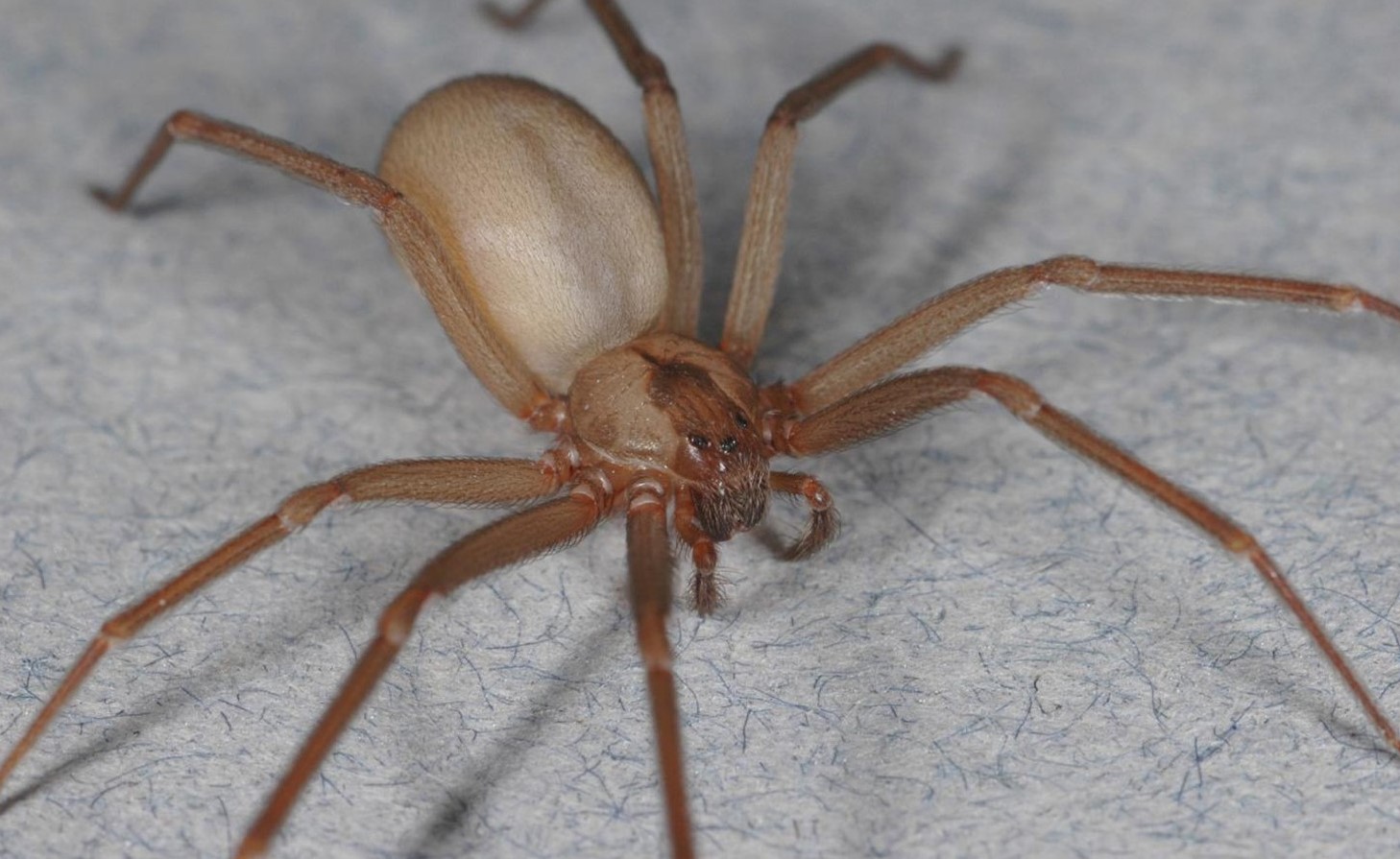 A photo of a brown recluse spider