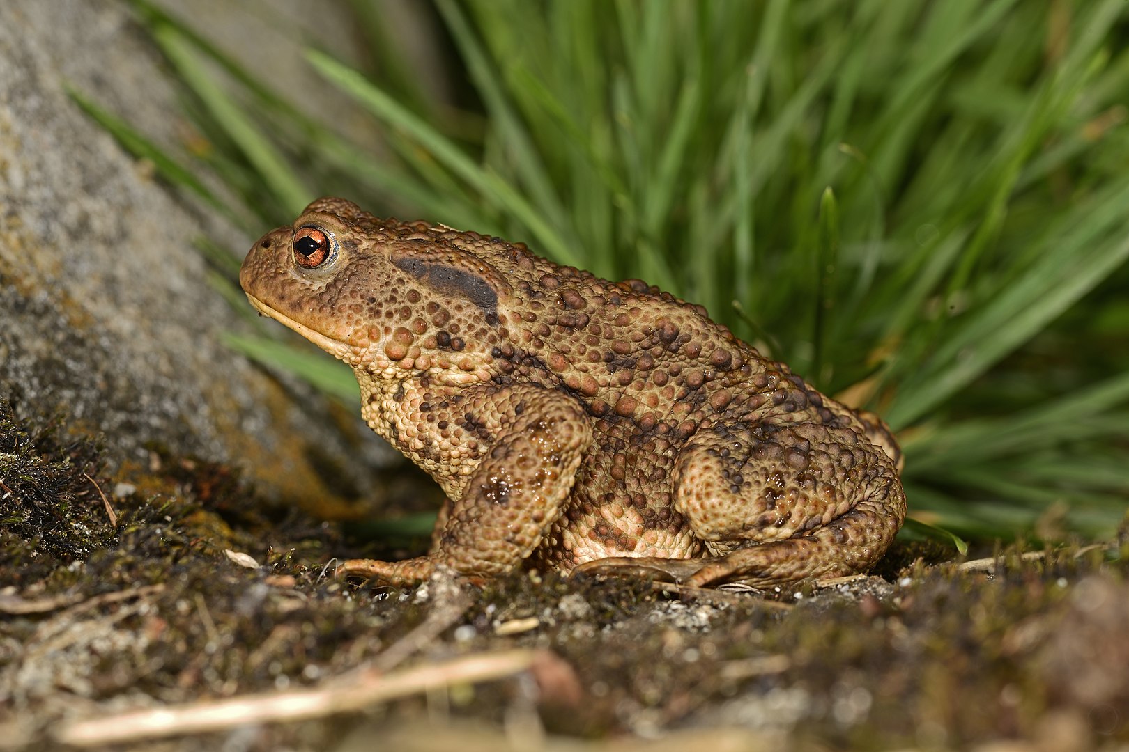 A photo of a Bufo bufo toad