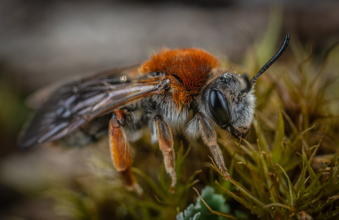 A photo of a bumble bee in the grass