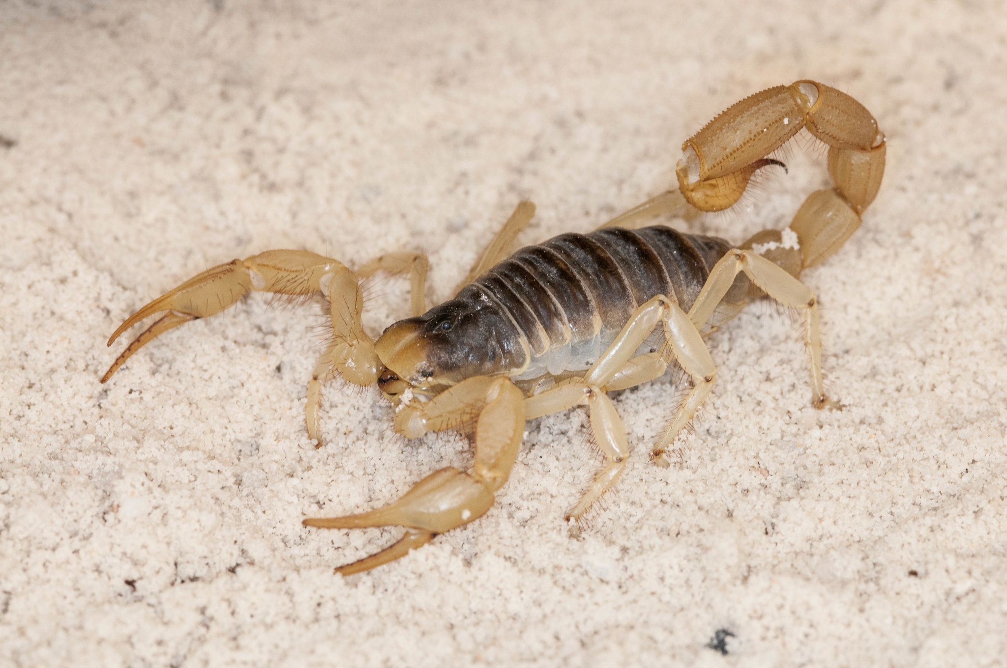A photo of a buthid scorpion on sand
