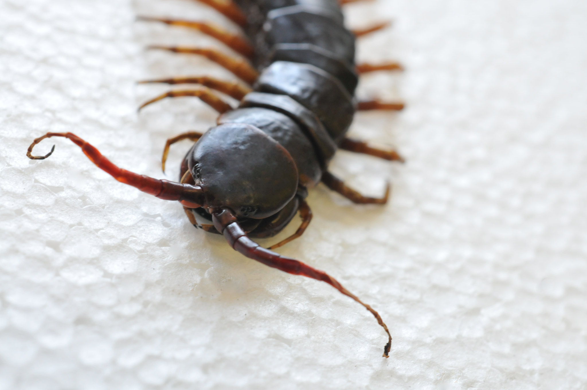 A photo of a centipede