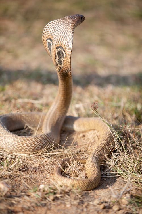 photo of a cobra facing away from camera