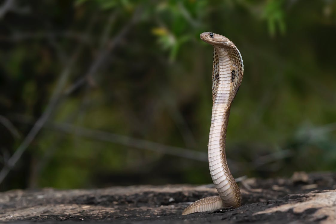 A photo of a cobra in profile