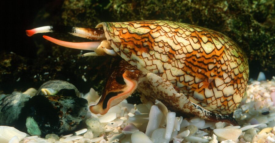 A photo of a cone snail