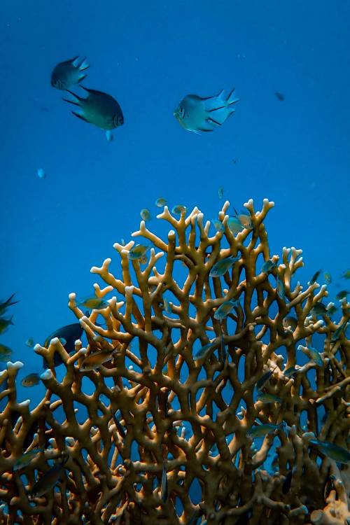 photo of a coral reef underwater