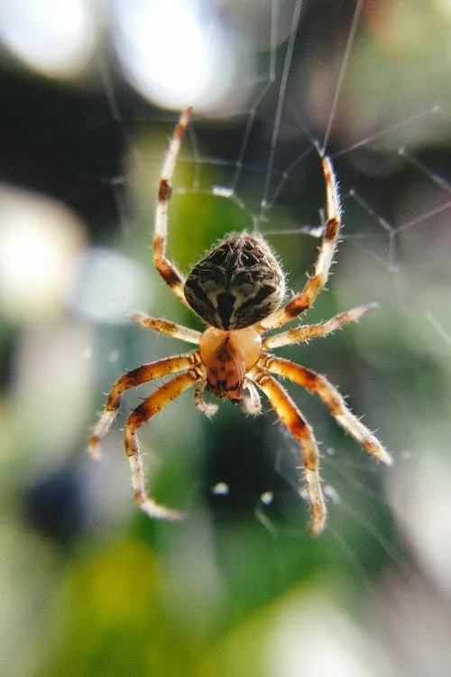 photo of a garden spider in a web