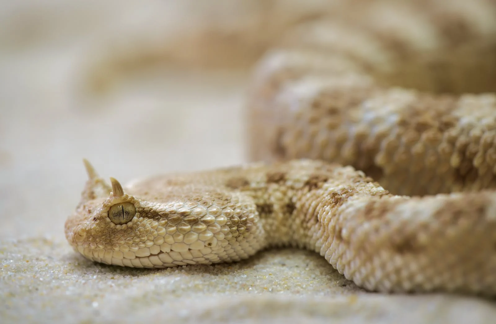 A photo of a coiled up horned viper