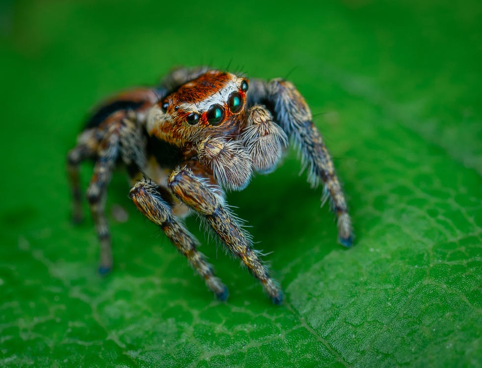 A photo of a jumping spider