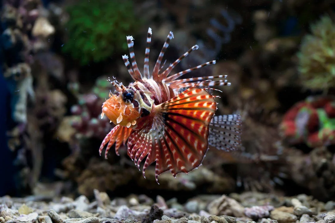 A photo of a lionfish