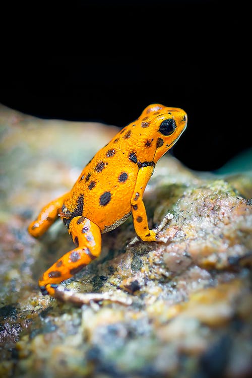 a bright yellow poison dart frog