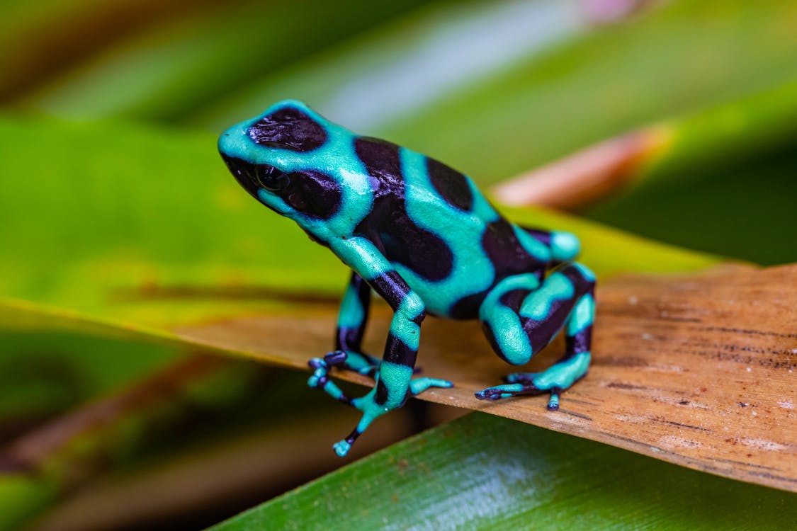 A photo of a blue spotted poison dart frog