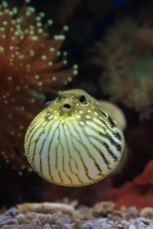 a puffed up puffer fish