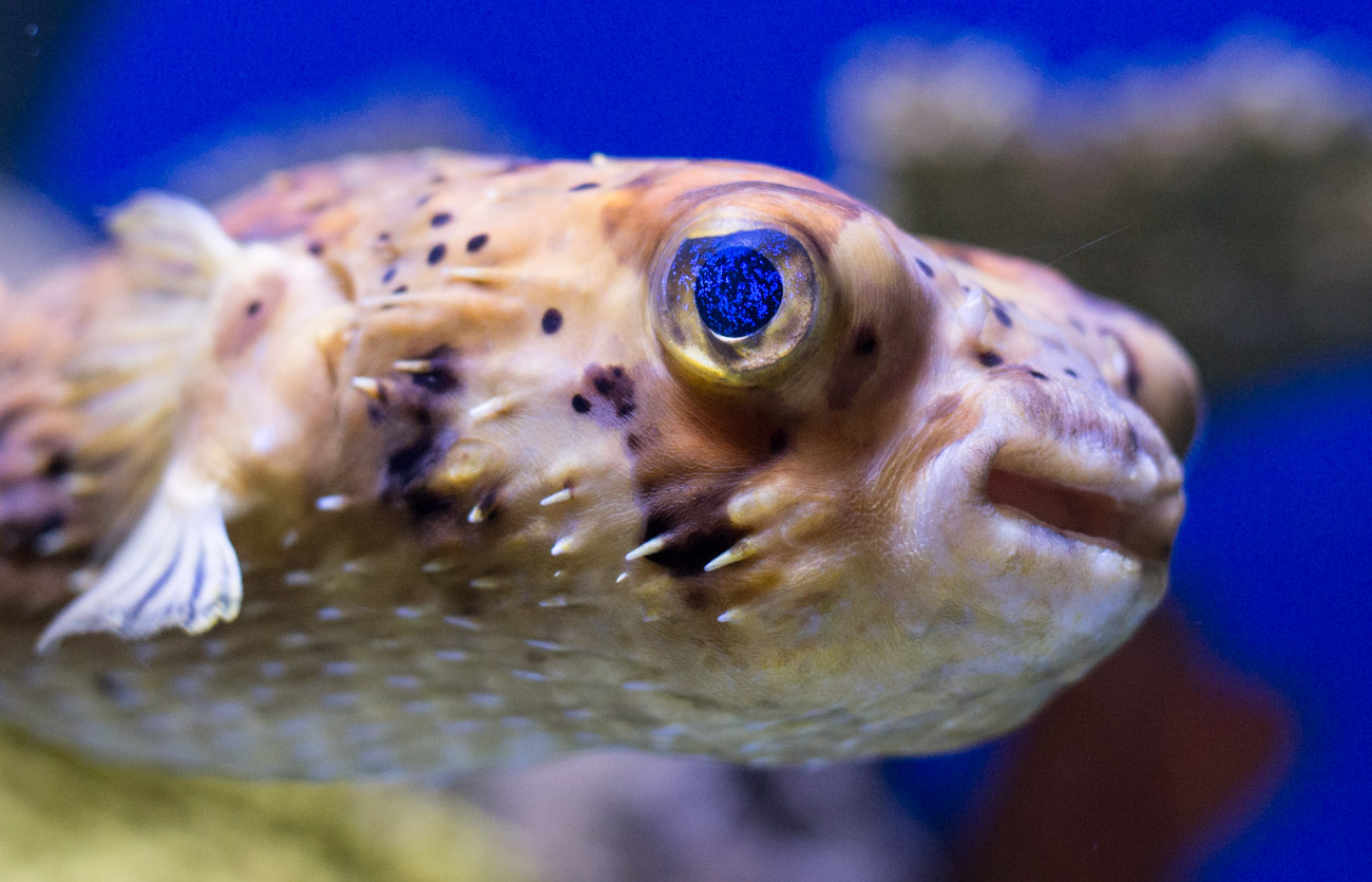 A close-up photo of a pufferfish