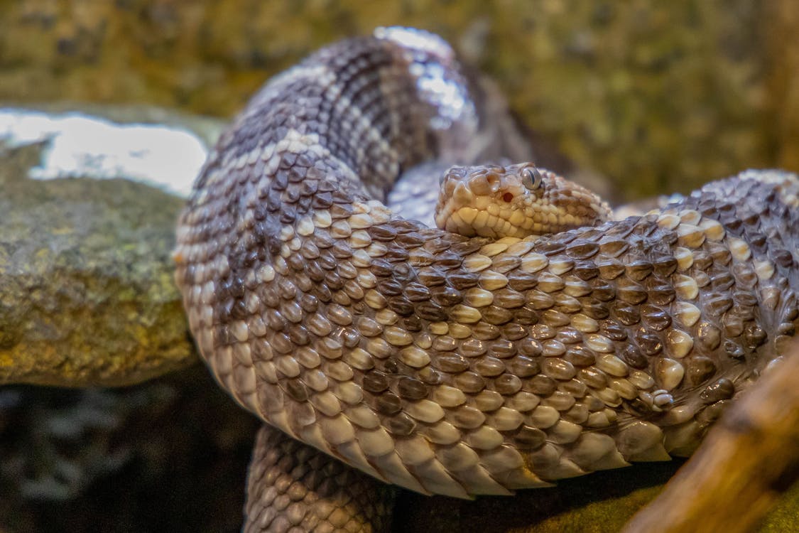 A photo of a coiled up rattlesnake