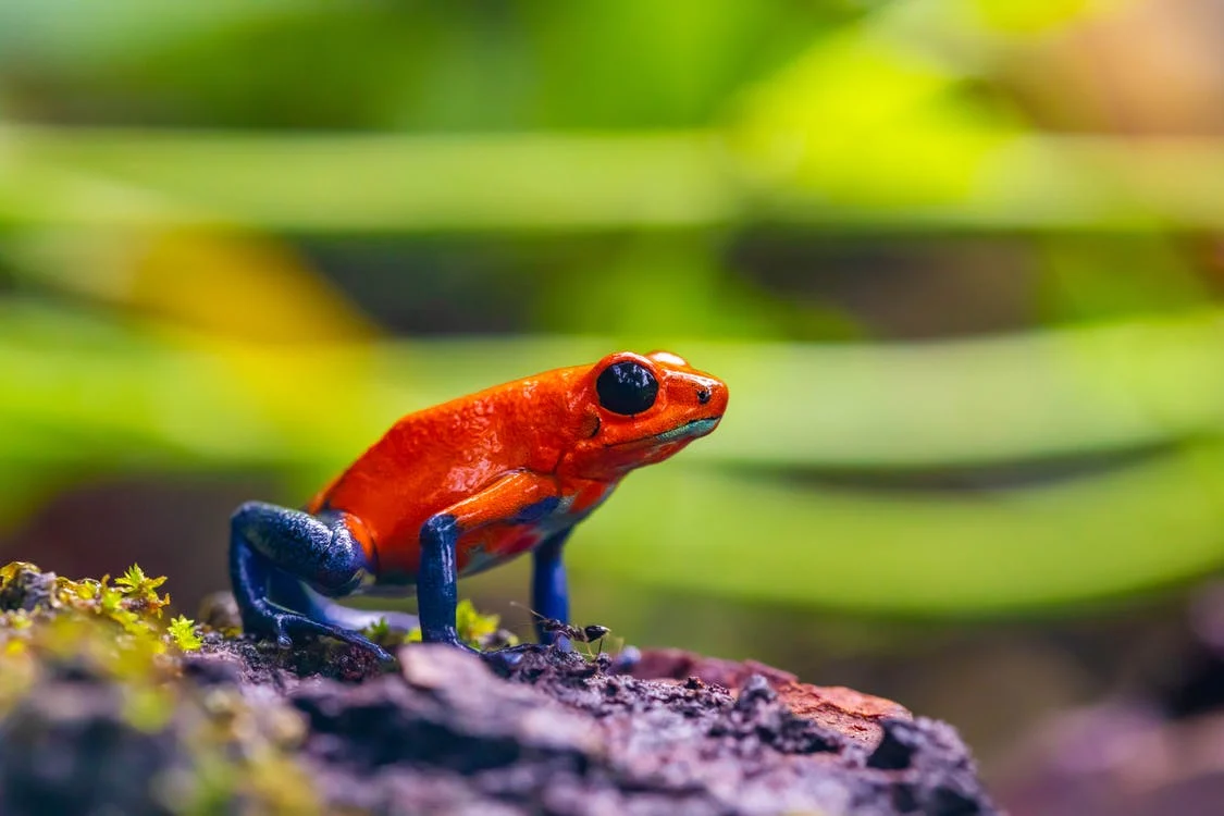 A photo of a red poison dart frog