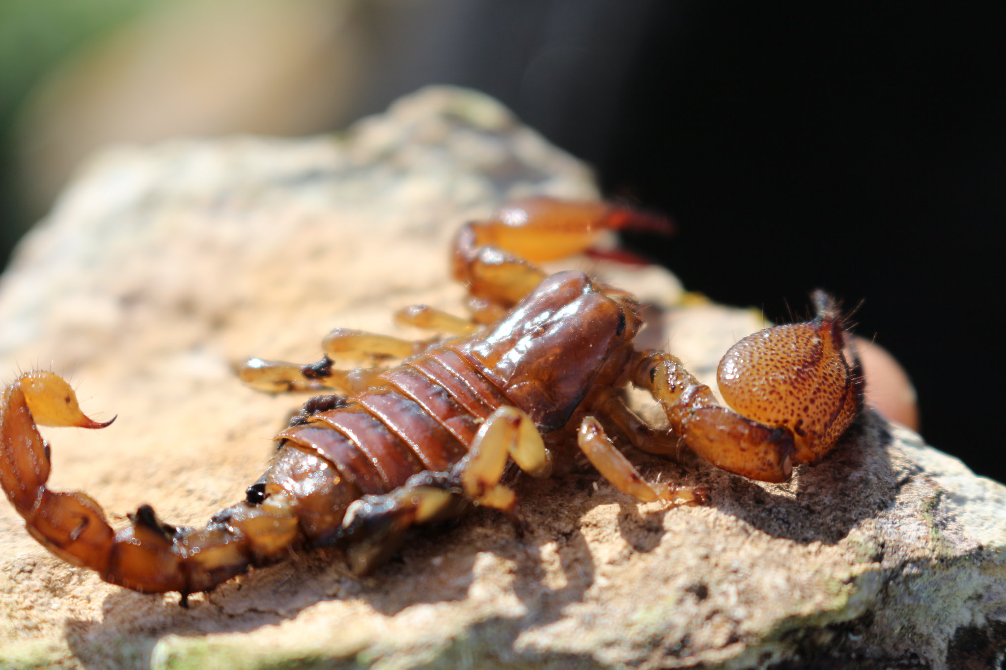A photo of a forest scorpion on a rock
