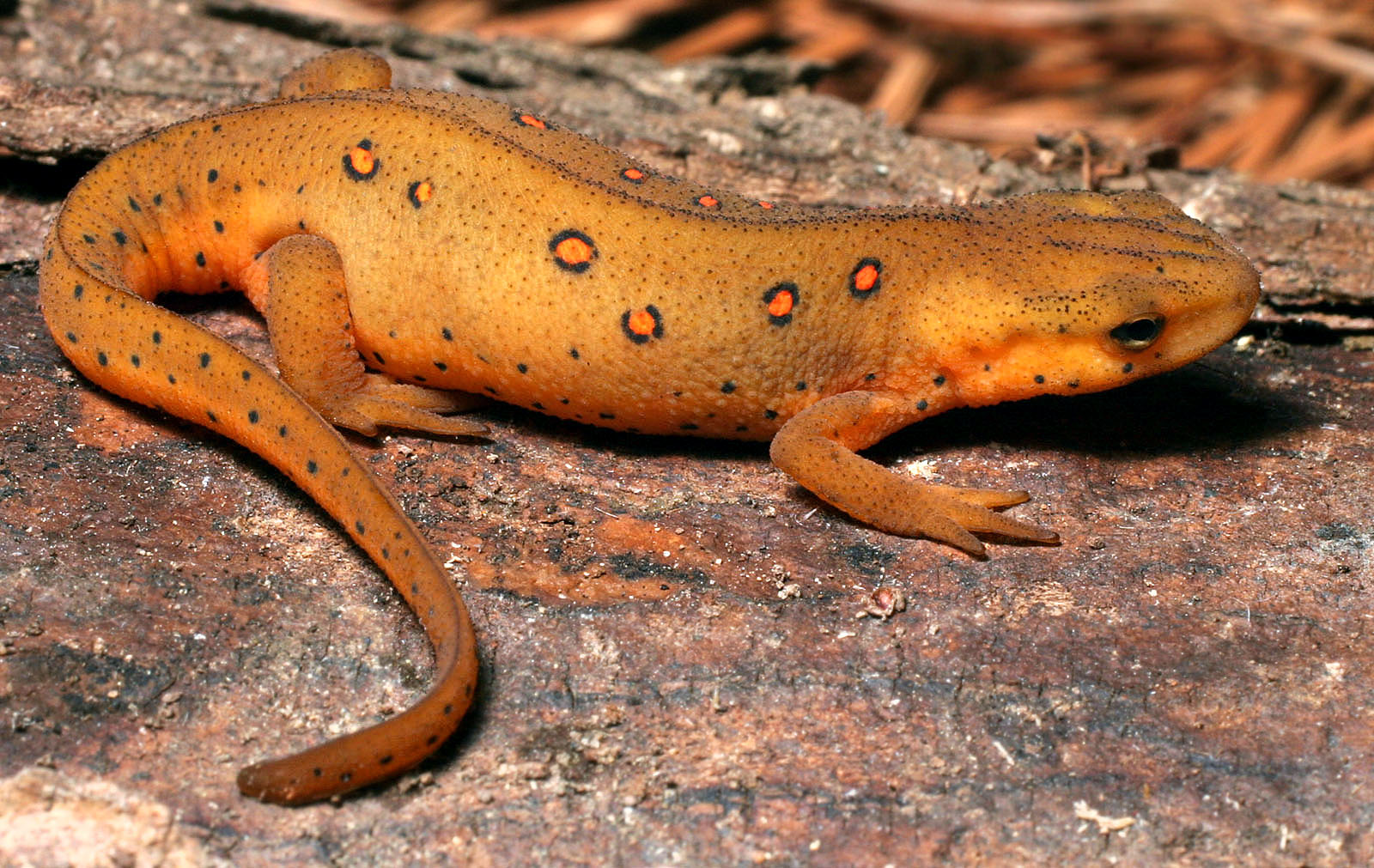 A photo of a salamander