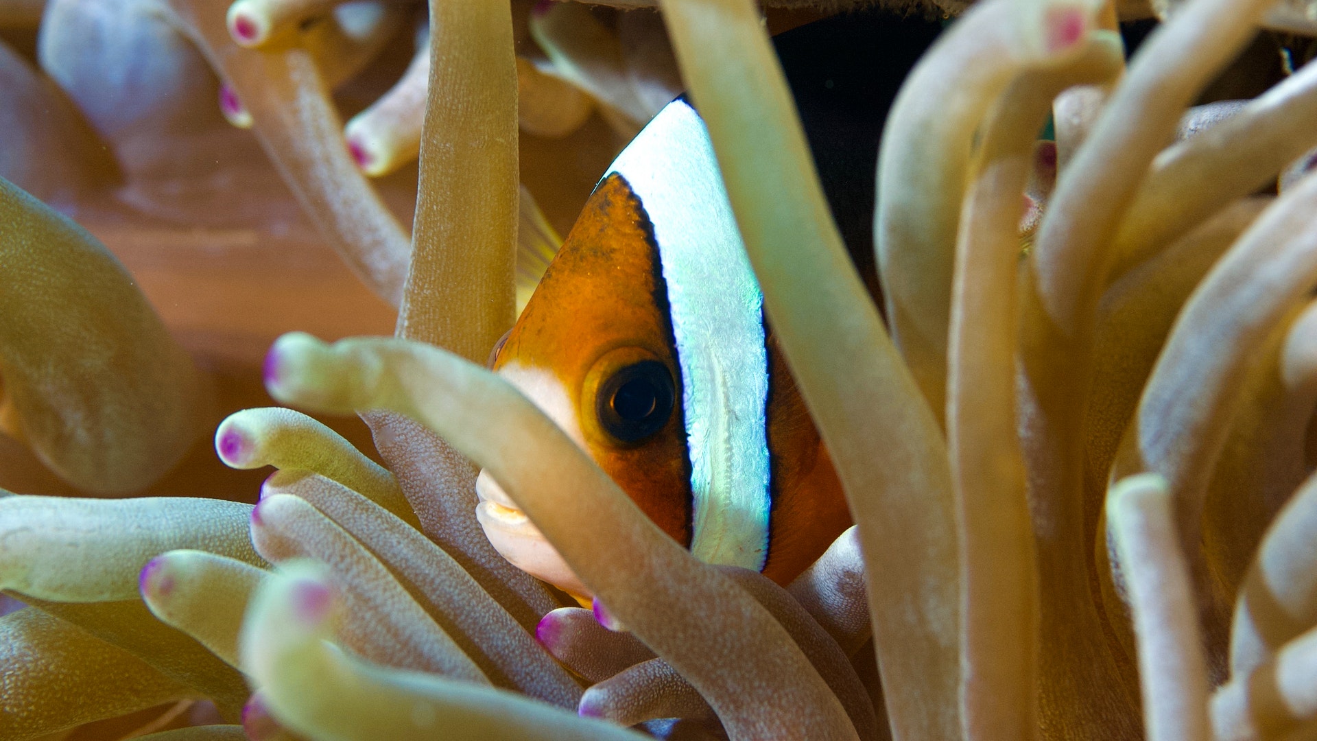 A photo of a sea anemone with a clown fish