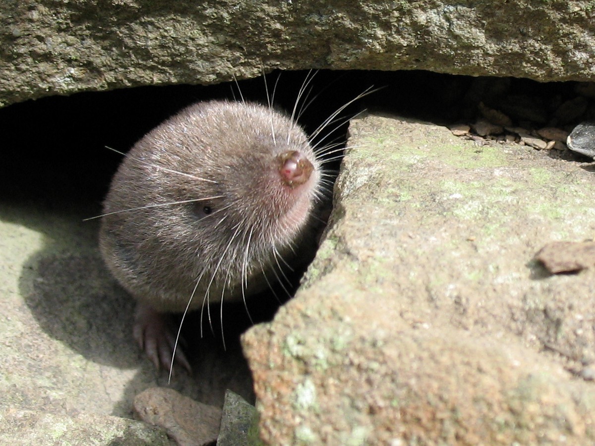 A photo of a shrew