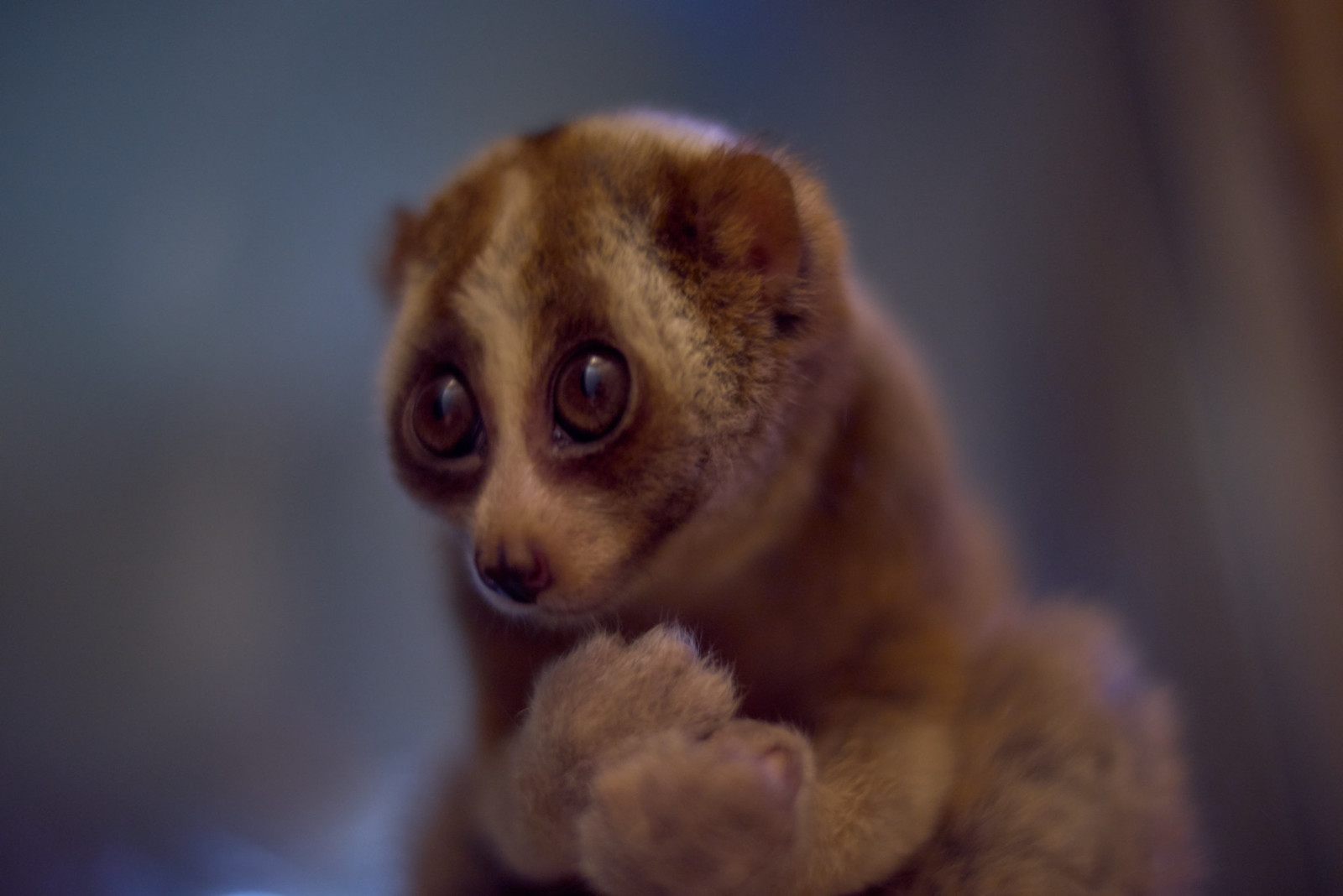 A photo of a slow-loris