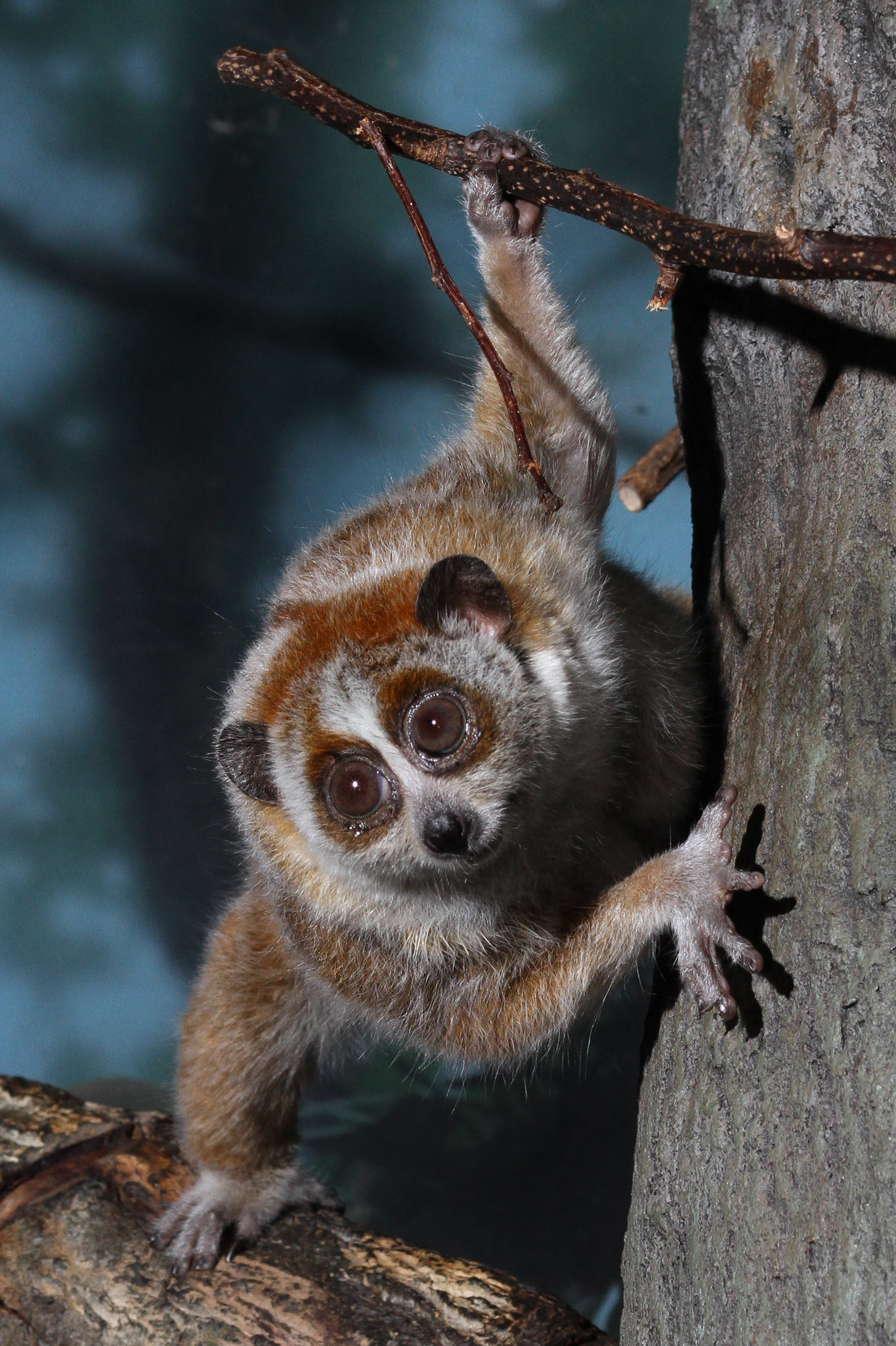 a photo of a slow loris in a tree