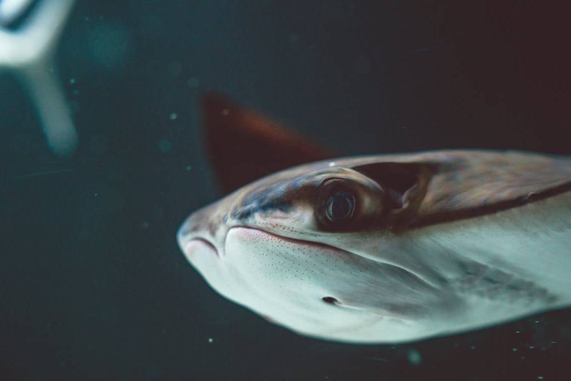 A photo of a stingray