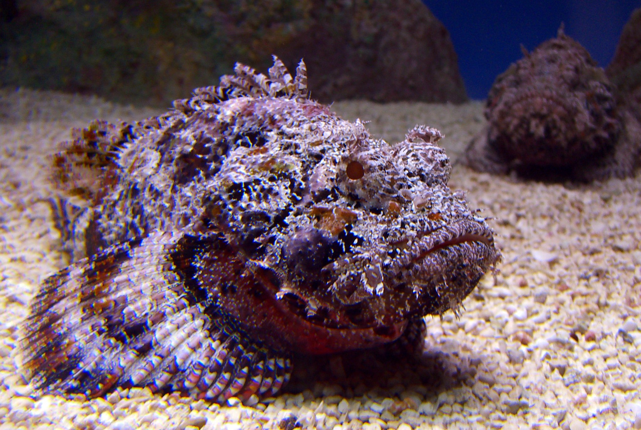 A photo of a stonefish