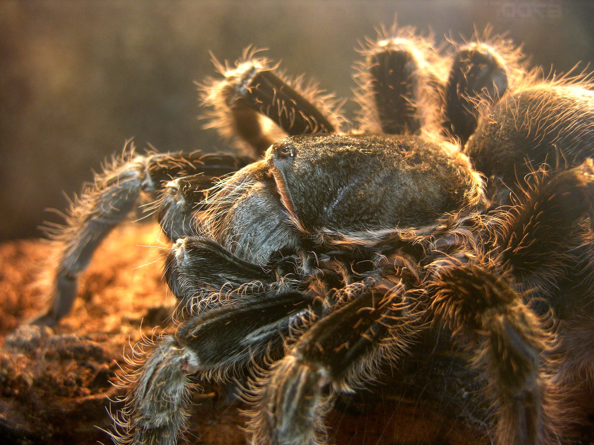 A photo of a theraphosid spider