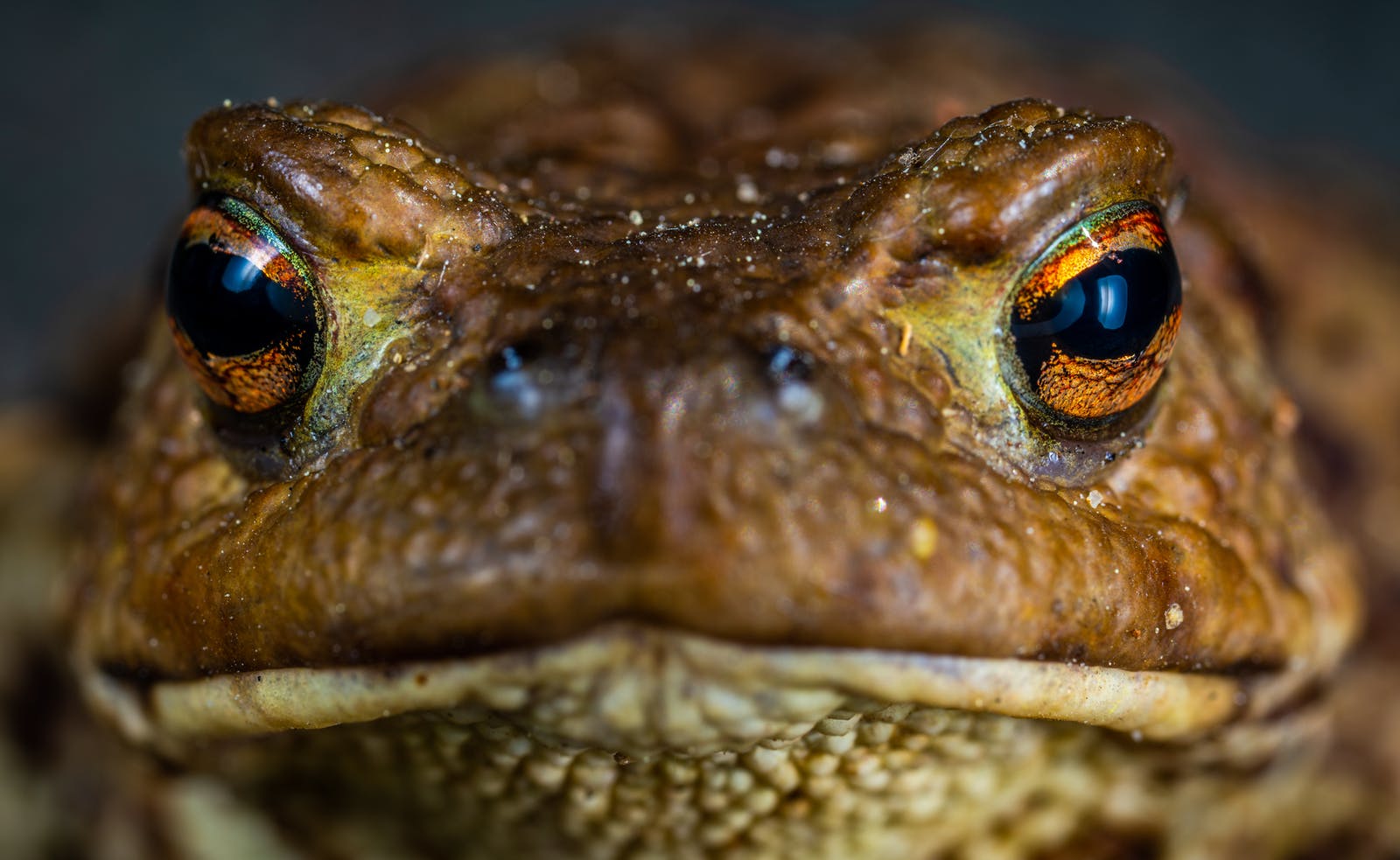 A close-up image of a large toad