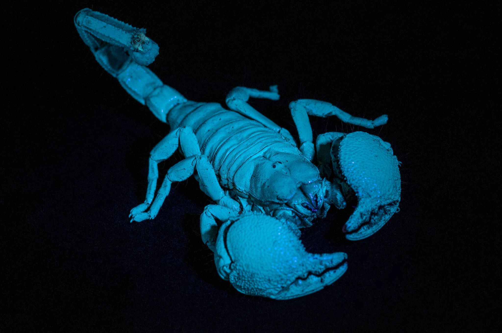 A photo of a scorpion under UV light
