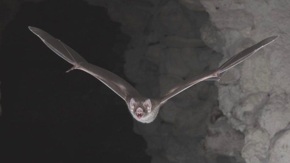 A photo of a vampire bat flying