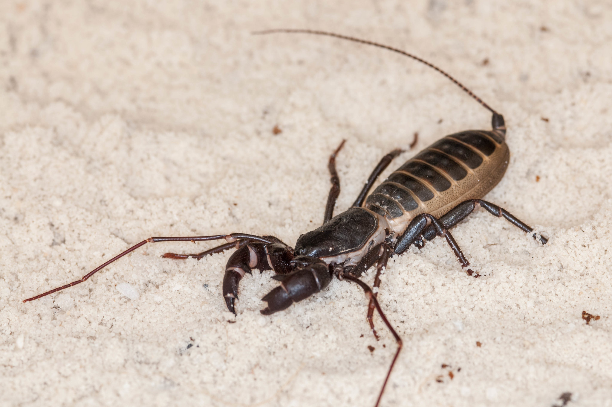 A photo of a vinegaroon scorpion