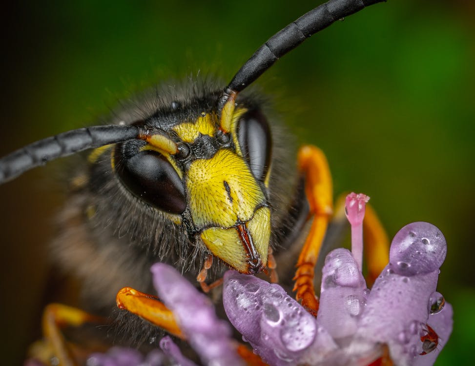 A close-up image of a wasp